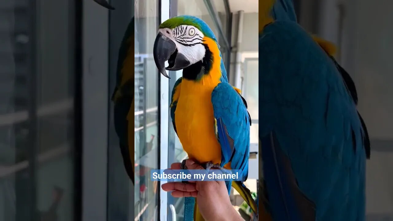 The beauty of a blue and gold macaw 🦜🦜 l #shorts l #macaw l @BikisAviary