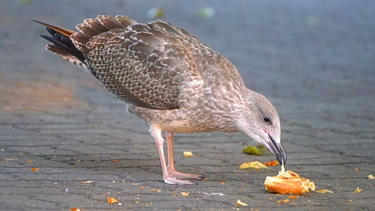 Juvenile European Herring Gull Kills a Day-old Paistry