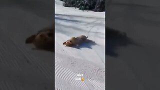 #shorts #funnyvideo #funny #dogs #animals #funnyanimal