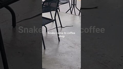 snake came to coffee shop