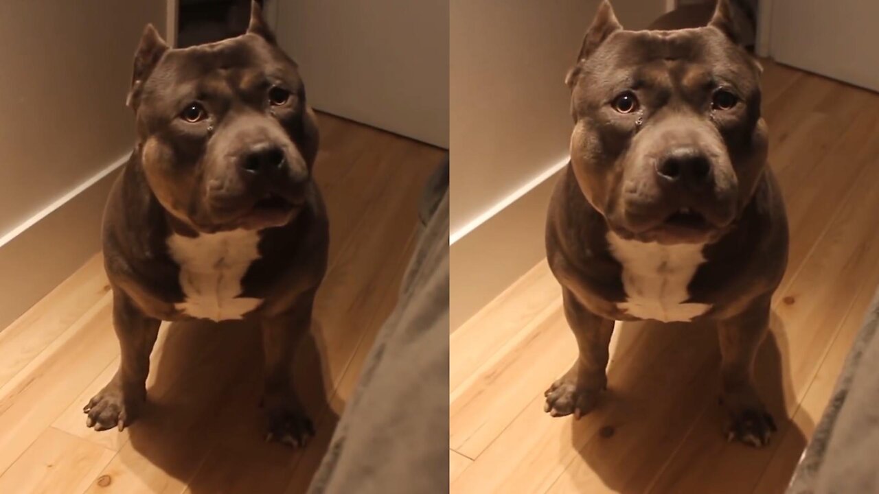 Smart Pit Bull Answers Questions to His Owner