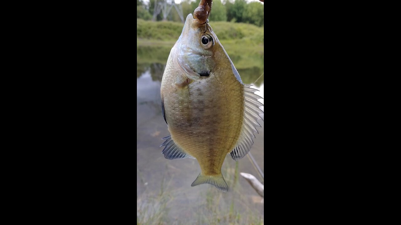 Bluegill