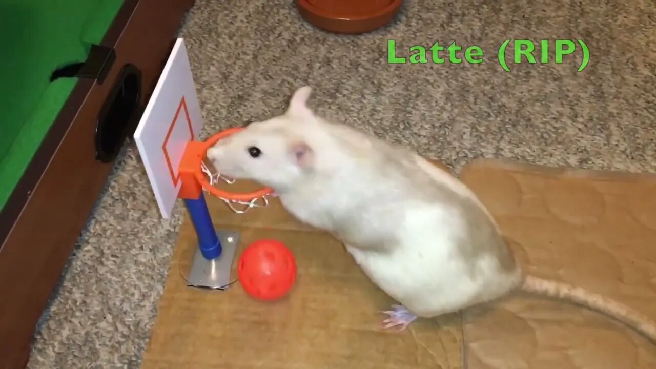 10 Weird Yet Totally Normal Behaviors (and More) from Pet Rats