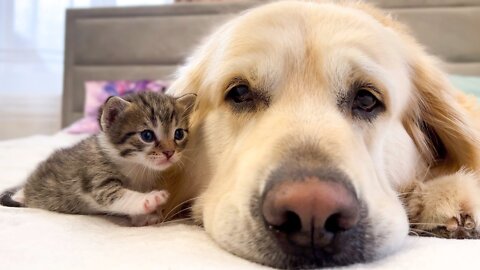 Cute Baby Kitten Loves a Golden Retriever