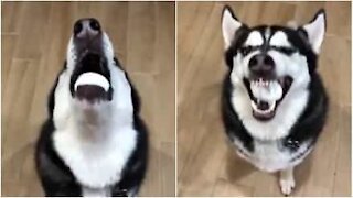 Un Husky échoue à l'egg challenge