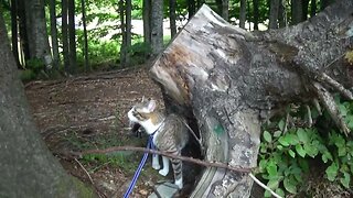 Mom, I Have Discovered a Log