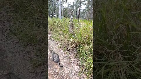 Skippy and Blue followed me down the driveway