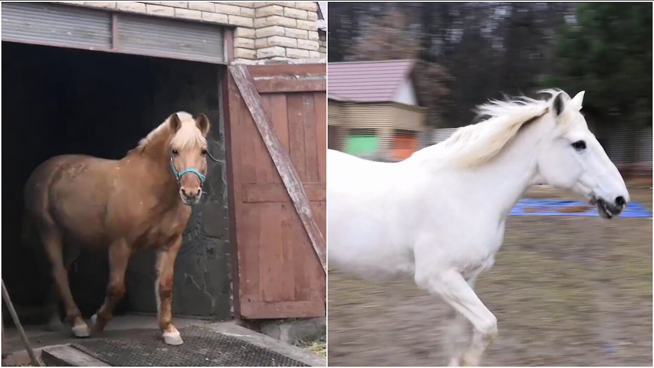 What a grace and beauty! Look like horses run to walk - It is impressive!