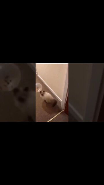 The best Internet Cat today Which are your favourites? #shorts #cat #cats