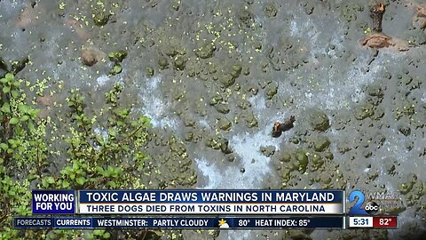 Toxic algae draws warnings in Maryland