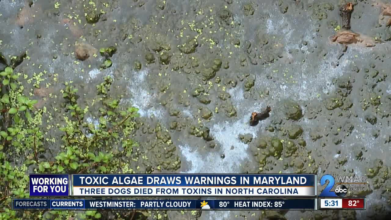 Toxic algae draws warnings in Maryland