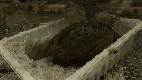 Just some quail enjoying sand