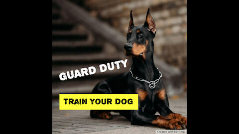 Guard Dog Training Step by Step!