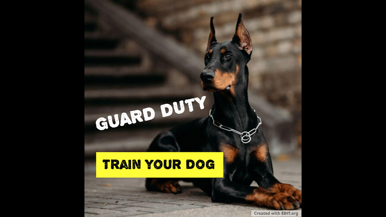 Guard Dog Training Step by Step!