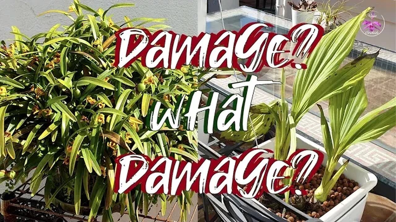 Damage to Outdoor Orchids after 10 Days of Extreme Low Temperatures #winter #ninjaorchids