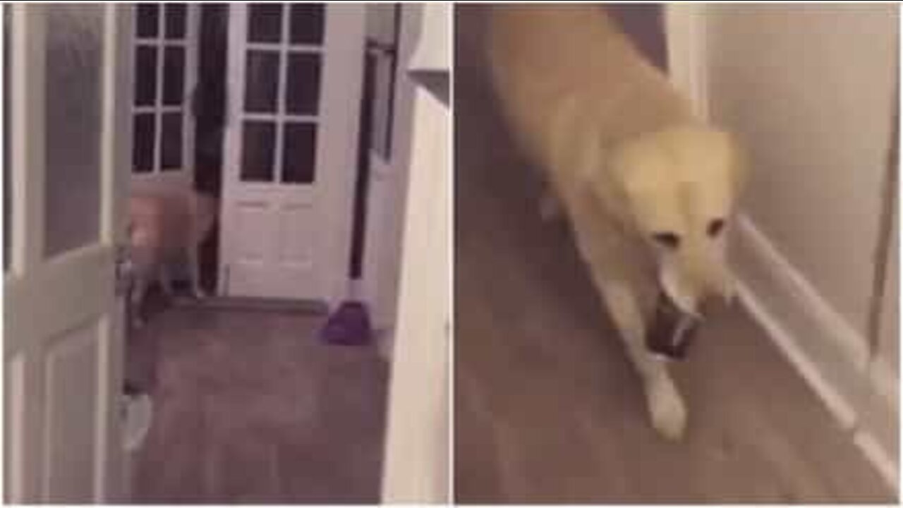 Dog gets owner a can of cider