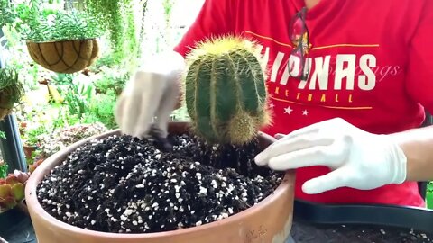 Succulents and Cactus Arrangement in Large Shallow Pot