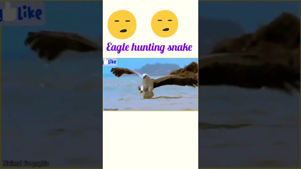 Eagle 🦅 hunting snake 🐍#shorts #shortsfeed #youtubeshorts