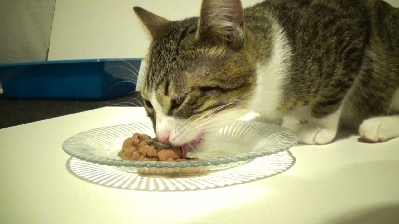 The Delicious Cat Food Is Served