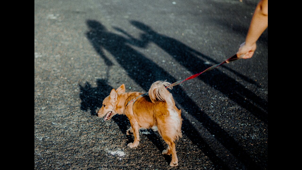 How on one's own to leash train your Dog fust