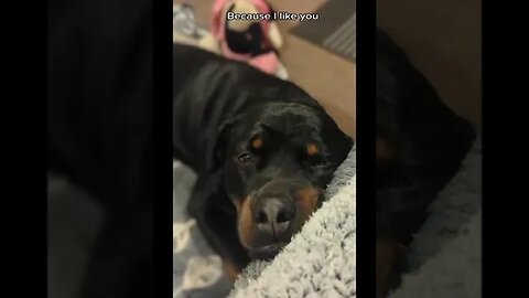 Do YOU Like Me?? Sad Rottweiler Dog