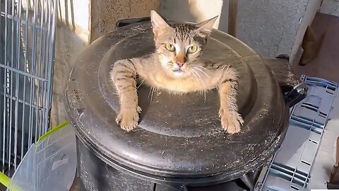Funniest Animals 2025😂 New Funny Cats and Dogs Videos - part. 05