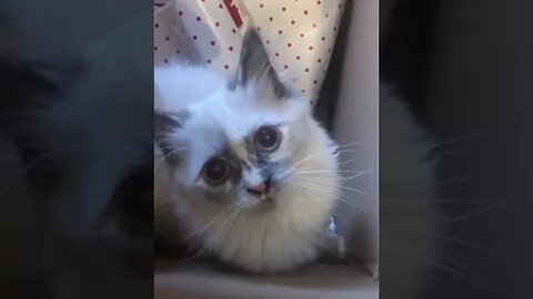 Christmas kitty. #kitten #kitty #cat