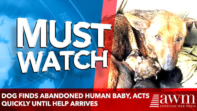 Brave mother dog finds abandoned human baby, acts quickly until help arrives