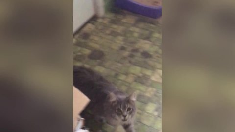 "Cat Scares Young Boys"