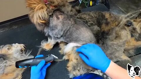 FREE Groom Matted Pomeranian Shave Down Came Off In One Piece CC ===== 16