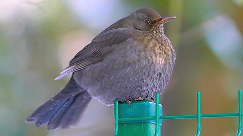 Great Fluffy Grandmother Matriarch Blackbird on Her Throne Observing Humans