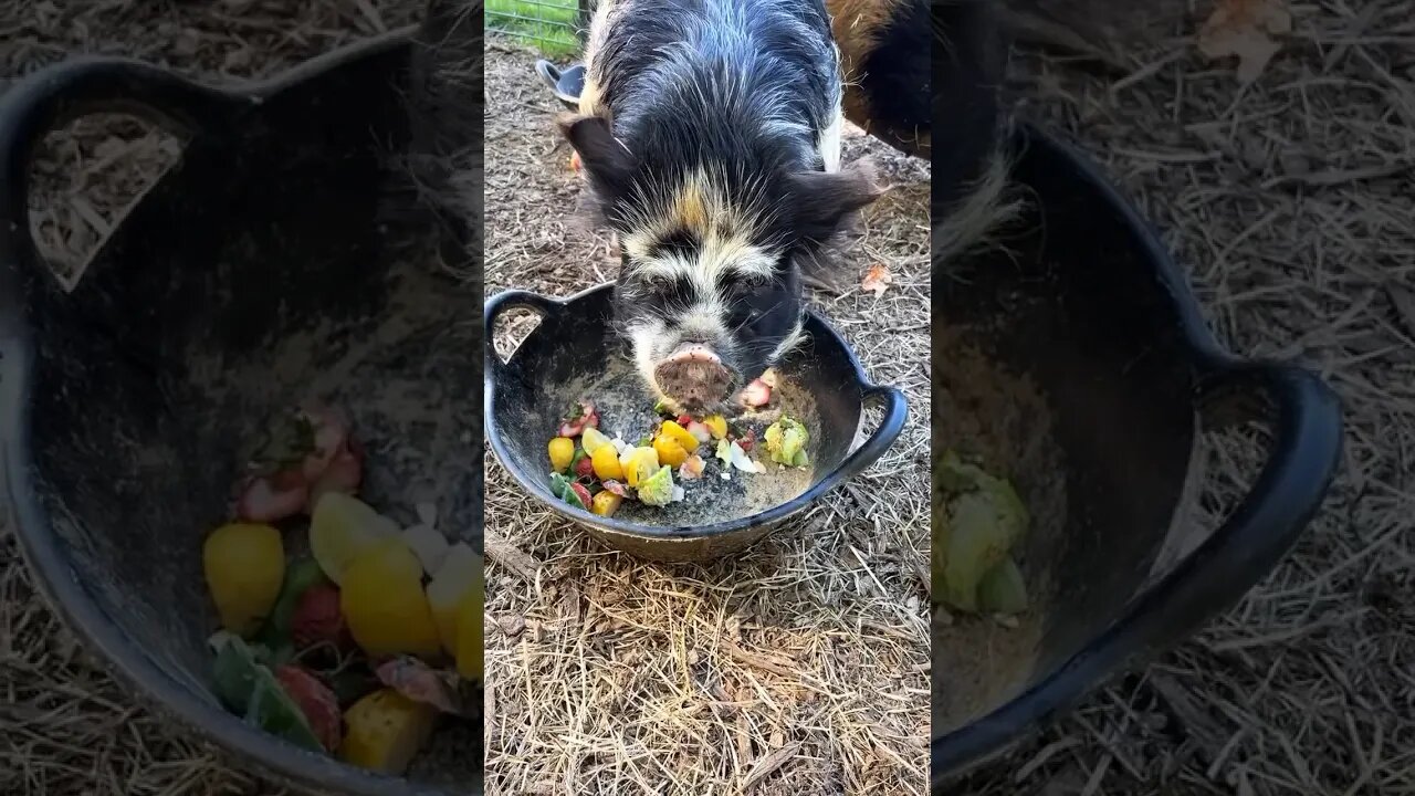 Pigs 🐖 will do anything for some food #kunekune #happy #home #homestead #farming #farmlife #shorts