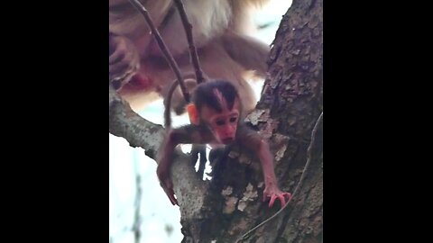 Preah Samma Samput ... The old mother is a newborn monkey from a tall tree. #sreykamonkey