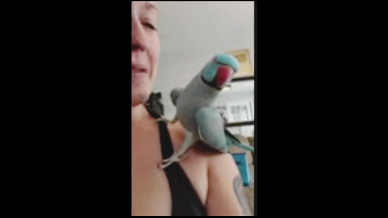 adorable parrot 🦜