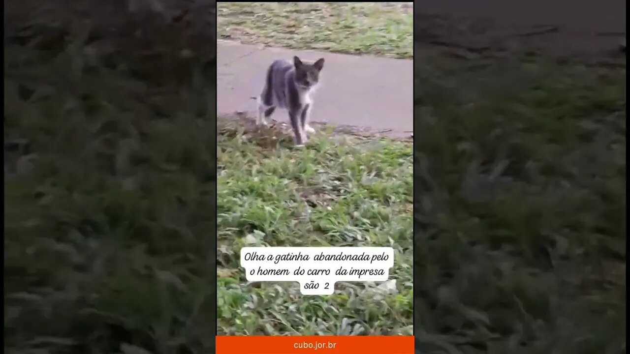 Homem abandona duas gatas com coleira