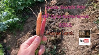 Some crazy new carrots 🥕 (2022)