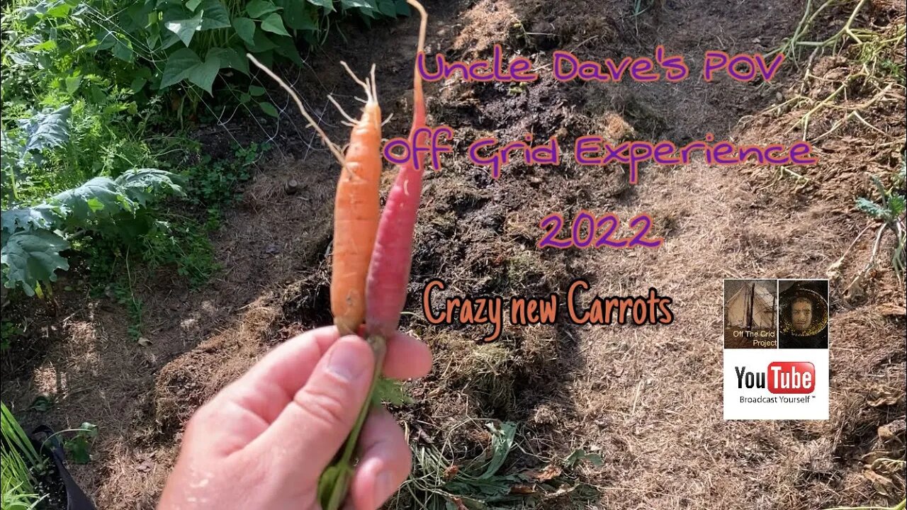 Some crazy new carrots 🥕 (2022)