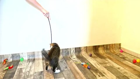 Funny Kitten Jumps to Catch the Toy