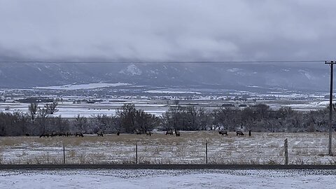 Bull elk gathering together after a snow storm.