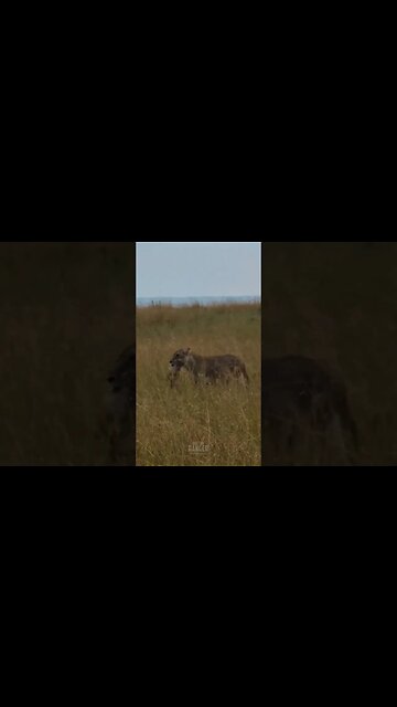 Carrying Cubs #shorts | #ShortsAfrica