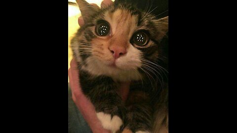 2 month old kittens teething and biting their mama