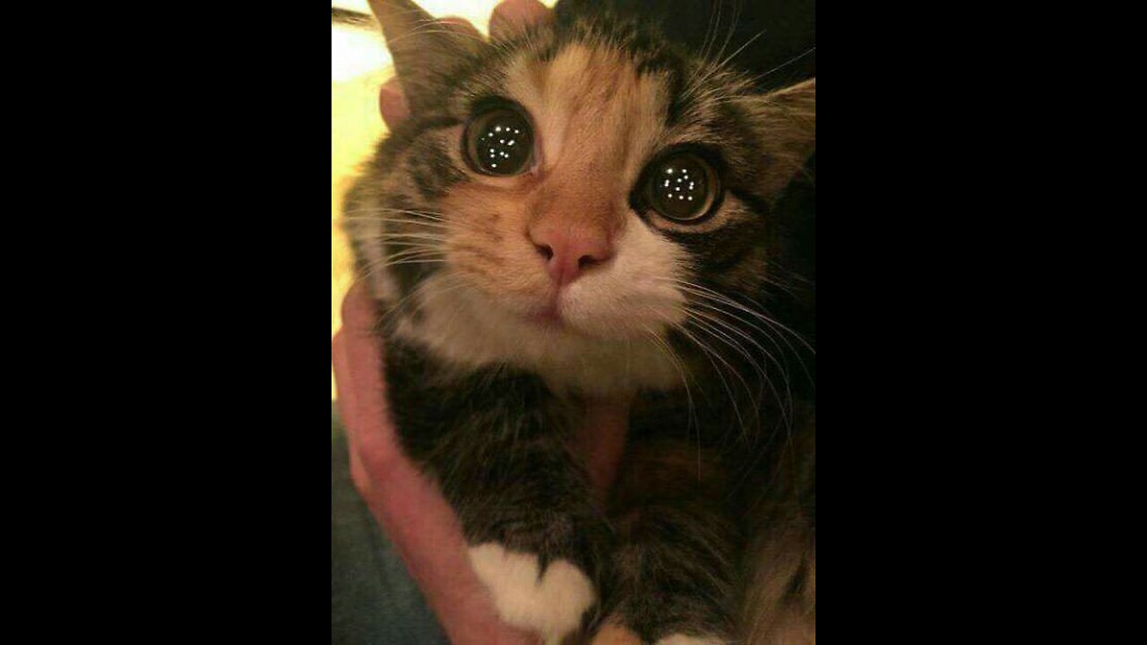 2 month old kittens teething and biting their mama
