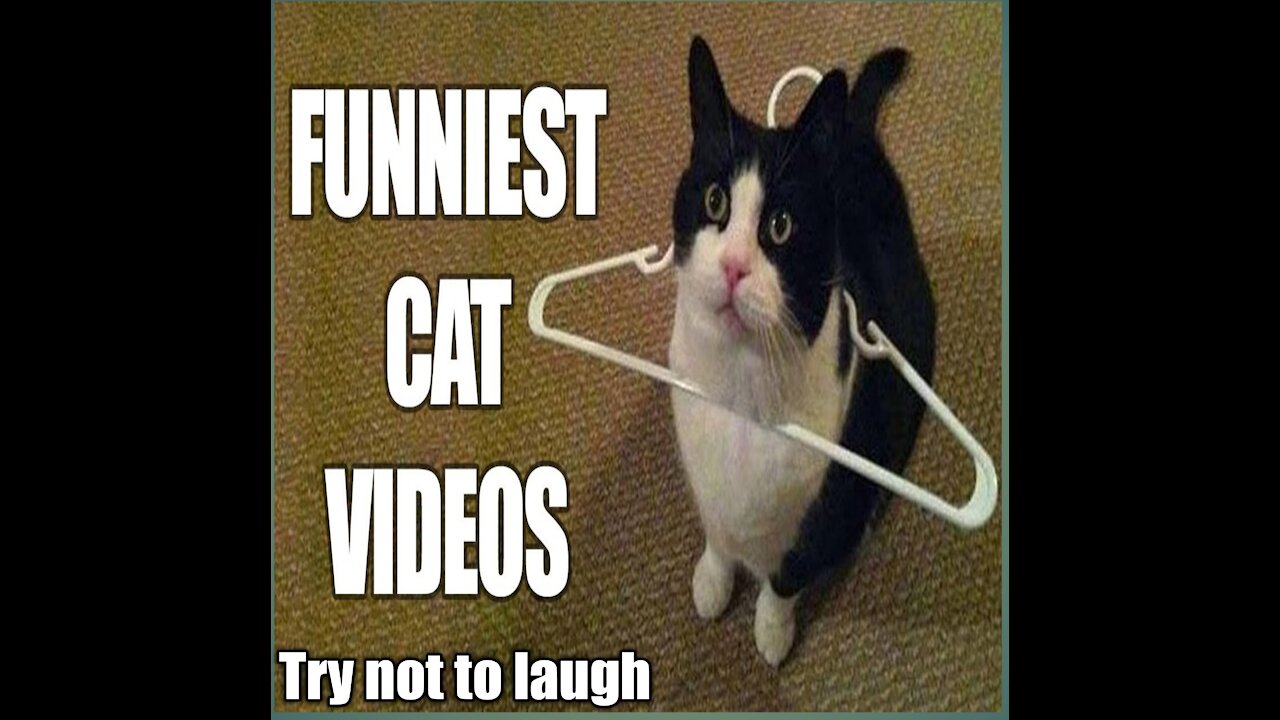 Funny and cute cat's life 👯😺 /Try not to laugh To this pet compilation