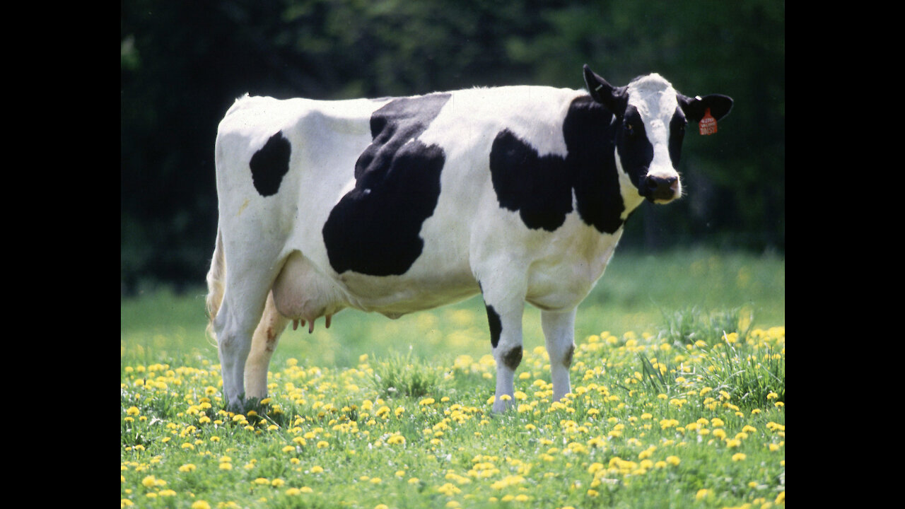 Cows grazing