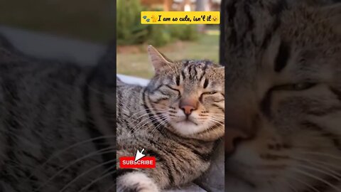 Cute Lazy cat💕 #shorts #catlovers #catvideos #catsoftiktok