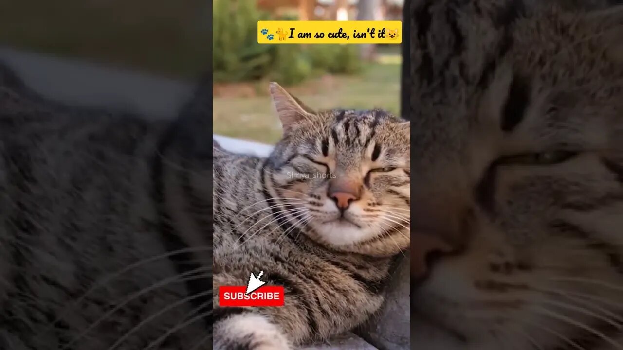 Cute Lazy cat💕 #shorts #catlovers #catvideos #catsoftiktok