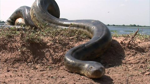 Giant Anaconda World's longest snake found in Amazon River