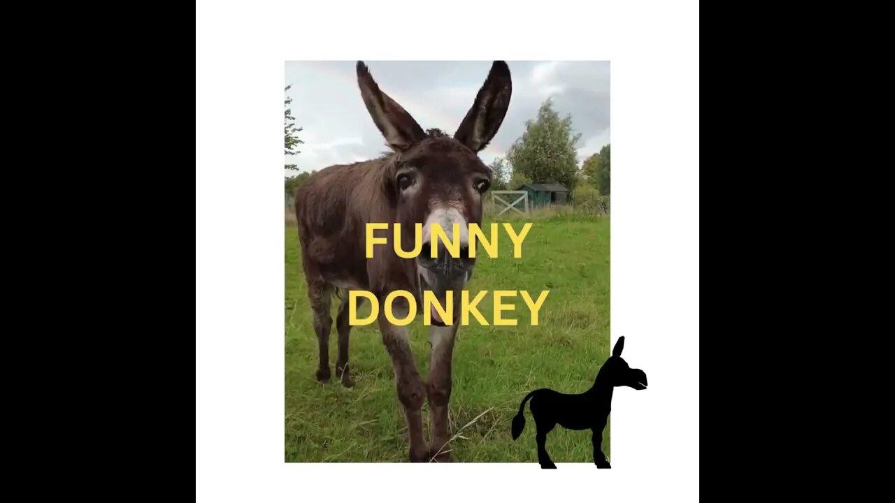 DONKEY ,DONKEY YOU ARE SO FUNNY