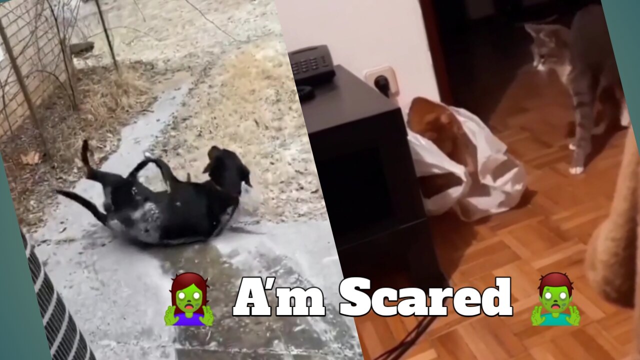 Very Funny Frightened and Scared Cats And Dogs