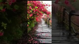 #90's Weird Gamer #shorts #trending #nature #beautifulflower #flower #garden #pinkflower #today